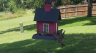 /Birds//Thumbs//dhm20250616-142525.png 
