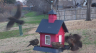 /Birds//Thumbs//found20250214-073449.png 