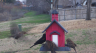 /Birds//Thumbs//found20250214-073937.png 