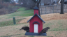 /Birds//Thumbs//found20250215-100038.png 