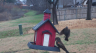 /Birds//Thumbs//found20250215-100043.png 