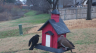 /Birds//Thumbs//found20250215-100239.png 