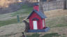 /Birds//Thumbs//found20250217-075902.png 
