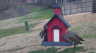 /Birds//Thumbs//found20250218-082639.png 