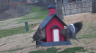 /Birds//Thumbs//found20250218-083644.png 