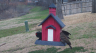 /Birds//Thumbs//found20250218-084145.png 