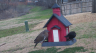 /Birds//Thumbs//found20250218-105130.png 