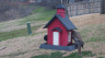 /Birds//Thumbs//found20250218-105427.png 