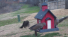 /Birds//Thumbs//found20250218-113719.png 