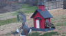 /Birds//Thumbs//found20250218-113753.png 