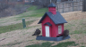 /Birds//Thumbs//found20250218-115419.png 