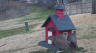 /Birds//Thumbs//found20250219-142400.png 