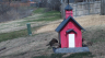 /Birds//Thumbs//found20250220-134125.png 