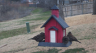 /Birds//Thumbs//found20250221-074726.png 