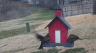 /Birds//Thumbs//found20250221-074836.png 