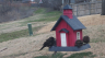 /Birds//Thumbs//found20250221-075629.png 