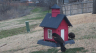 /Birds//Thumbs//found20250221-080721.png 