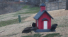 /Birds//Thumbs//found20250221-080930.png 