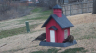 /Birds//Thumbs//found20250221-081302.png 