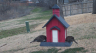 /Birds//Thumbs//found20250221-081324.png 