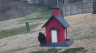 /Birds//Thumbs//found20250221-081328.png 