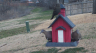 /Birds//Thumbs//found20250221-081657.png 