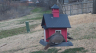 /Birds//Thumbs//found20250221-081830.png 