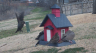 /Birds//Thumbs//found20250221-081923.png 
