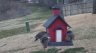 /Birds//Thumbs//found20250221-082340.png 