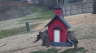 /Birds//Thumbs//found20250221-082410.png 