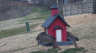 /Birds//Thumbs//found20250221-082534.png 