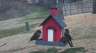/Birds//Thumbs//found20250221-093222.png 