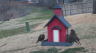 /Birds//Thumbs//found20250221-093322.png 