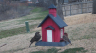 /Birds//Thumbs//found20250221-095018.png 