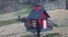 /Birds//Thumbs//found20250221-103626.png 