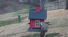 /Birds//Thumbs//found20250221-111935.png 