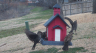 /Birds//Thumbs//found20250221-112738.png 