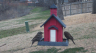 /Birds//Thumbs//found20250221-113901.png 