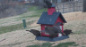 /Birds//Thumbs//found20250221-114050.png 