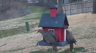 /Birds//Thumbs//found20250221-114536.png 