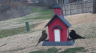 /Birds//Thumbs//found20250221-121211.png 