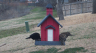/Birds//Thumbs//found20250221-121529.png 