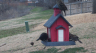 /Birds//Thumbs//found20250221-121556.png 