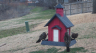 /Birds//Thumbs//found20250221-121735.png 