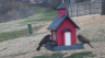 /Birds//Thumbs//found20250221-121933.png 