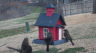 /Birds//Thumbs//found20250221-122230.png 