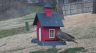 /Birds//Thumbs//found20250221-124005.png 
