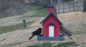 /Birds//Thumbs//found20250221-125518.png 