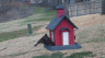 /Birds//Thumbs//found20250221-125852.png 