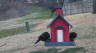 /Birds//Thumbs//found20250221-131403.png 